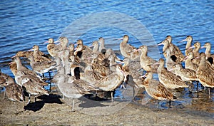 Flock of sandpipers resting along the Newport Back Bay, Southern California.