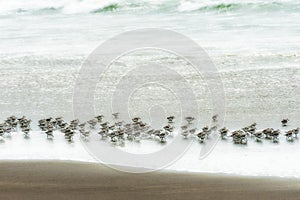 Flock of Sandpipers run in the surf looking for food