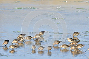 Flock of Sandpipers searching for food