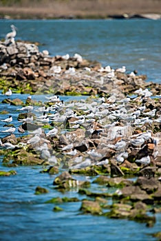 A flock of Sandwich terns resting on a rocky sea shore beach