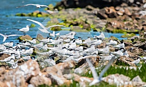 A flock of Sandwich terns resting on a rocky sea shore beach