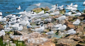 A flock of Sandwich terns resting on a rocky sea shore beach