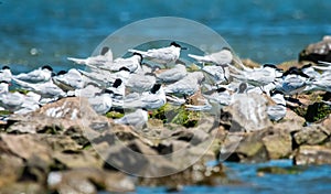 A flock of Sandwich terns resting on a rocky sea shore beach