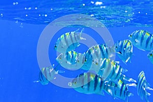 Flock Sargeant major under blue water