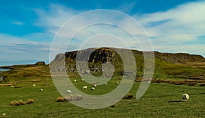 A flock of Scottish Blackface sheep