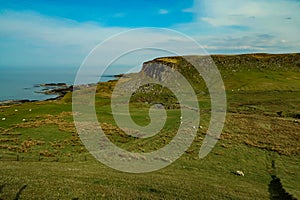 A flock of Scottish Blackface sheep