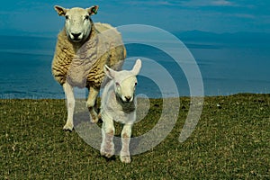 A flock of Scottish Blackface sheep