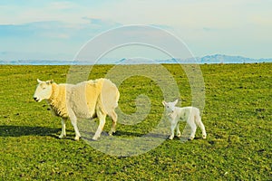 A flock of Scottish Blackface sheep