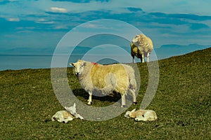 A flock of Scottish Blackface sheep