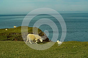 A flock of Scottish Blackface sheep