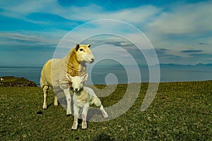 A flock of Scottish Blackface sheep