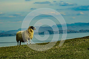 A flock of Scottish Blackface sheep