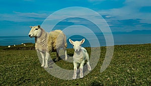 A flock of Scottish Blackface sheep