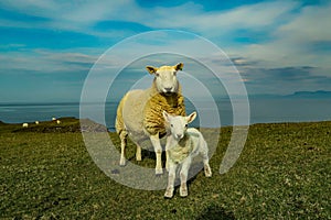 A flock of Scottish Blackface sheep