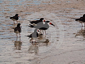 Flock of sea birds on beach in sea