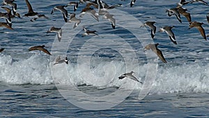 Flock of Sea Birds Flying Over the Pacific Ocean