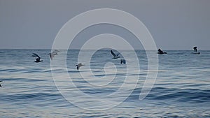 Flock of Sea Birds Flying Over the Pacific Ocean