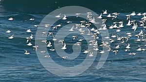 Flock of Sea Birds Flying Over the Pacific Ocean