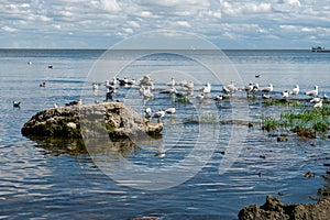 Flock of sea birds seagulls having a rest on a sunny Baltic coast.