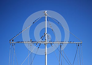 Flock of sea birds sitting on a boat mast