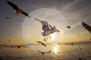 Flock of sea gull flying against beautiful sunset sky