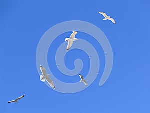 Flock of sea gulls in action in blue sky