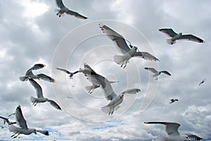 Flock of Sea-Gulls in the Baltic photo