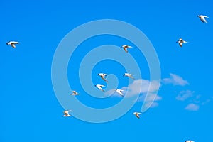 A flock of sea gulls flying in the blue sky against the background of cumulus clouds. Lovely wild birds on a sunny