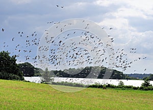 Flock Of Sea Gulls At The Ploen Lake Germany On A Beautiful Sunny Summer Day photo