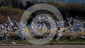 Flock of sea gulls taking off in unison from the mud flats of an estuary in Scotland during an afternoon in November.