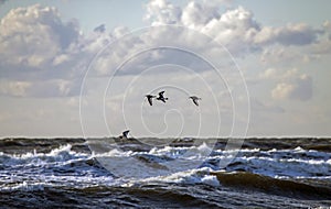 Flock of seabirds flies over the waves.