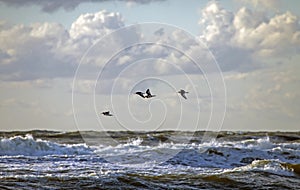 Flock of seabirds flies over the waves.