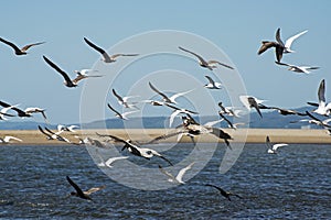 Flock of seabirds flying