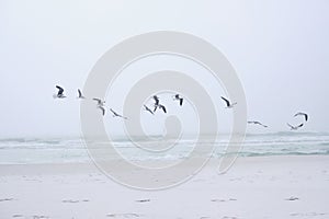 Flock of seabirds.  Foggy day at Destin, Florida`s Panhandle