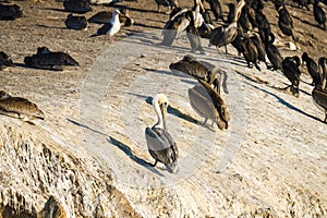 Flock of seabirds, pelicans, cormorants, seagulls, close up sitting on a cliff top at sunset