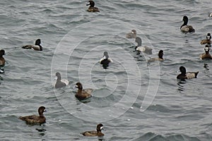 Flock of seabirds, stormy sea