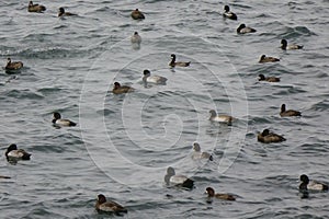 Flock of seabirds, stormy sea