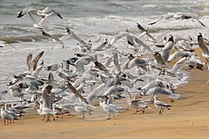 Flock of seagull in beach takeoff