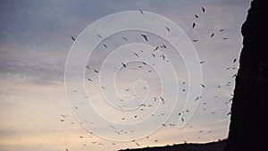 a flock of the seagull birds flies under a dark sky after sunset, over the sea along the rocky coast.