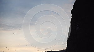 a flock of the seagull birds flies under a dark sky after sunset, over the sea along the rocky coast.