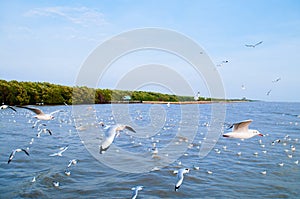 Flock of Seagull birds flying over peaceful sea at Bang Pu, Samut Prakarn near Bangkok - Thailand