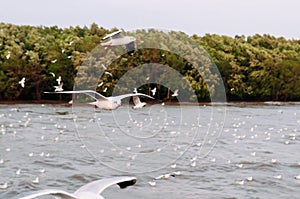 Flock of Seagull birds flying over peaceful sea at Bang Pu, Samut Prakarn near Bangkok - Thailand