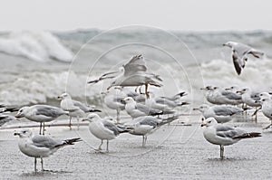 Flock of seagull