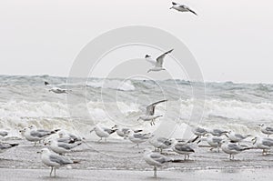 Flock of seagull
