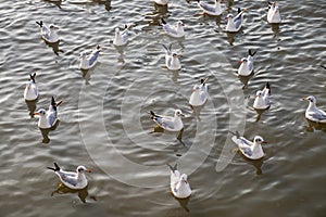 Flock of seagull floating on sea