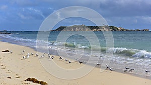 Flock of seagulls along the coast of Hamelin Bay