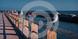 Flock of seagulls on a wooden fence overlooking the ocean from a pier, Long Beach, California