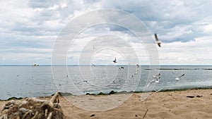 Flock of seagulls on the beach on the Gulf of Finland, St. Petersburg, Russia. Concept. Birds fly above the rippled sea