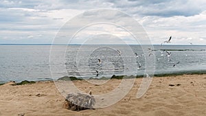 Flock of seagulls on the beach on the Gulf of Finland, St. Petersburg, Russia. Concept. Birds fly above the rippled sea