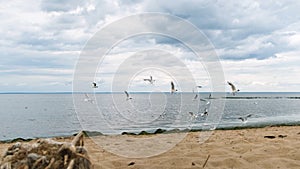 Flock of seagulls on the beach on the Gulf of Finland, St. Petersburg, Russia. Concept. Birds fly above the rippled sea